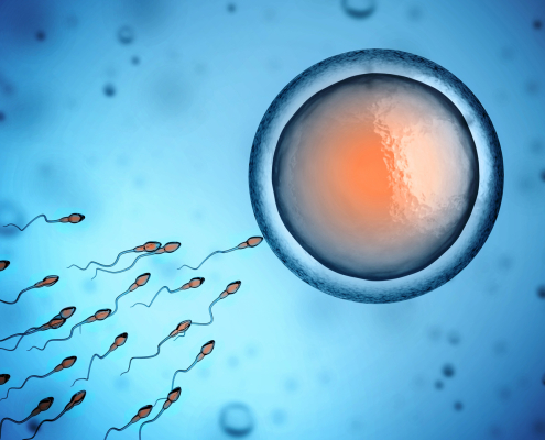 Human Sperm And Egg Cell