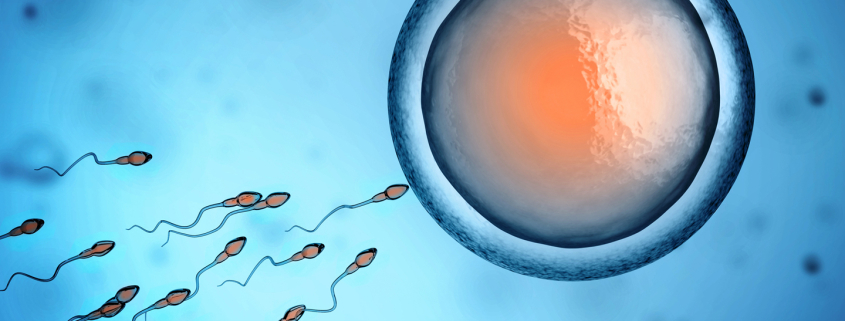 Human Sperm And Egg Cell